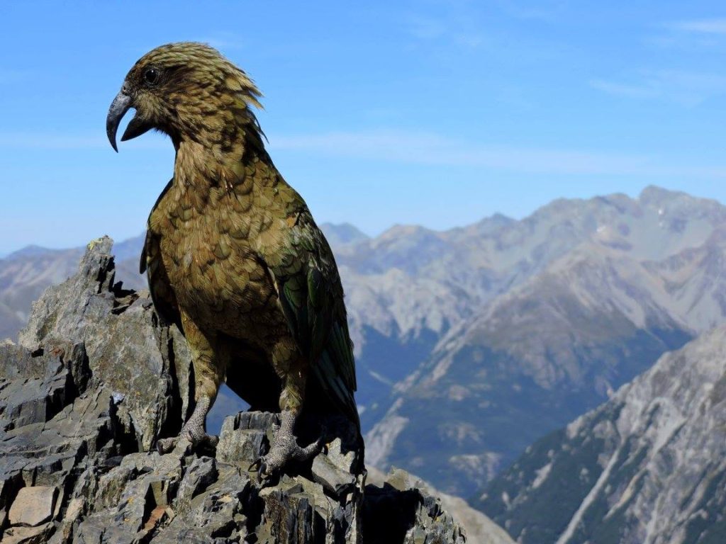 The endangered Kea (the world's only alpine parrot) NZ